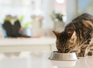 Vov dig ud i ukendtheder for at finde det bedste til din kat