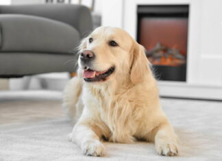 Menneskets bedste ven fortjener det bedste