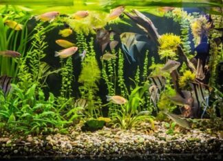 Køb dine akvariefisk på dyreportal.dk