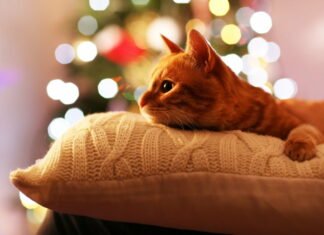 Find de bedste produkter som julegave til din kat