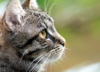 Er du førstegangskøber af kat eller kattekilling kan du trygt handle på dyreportal.dk