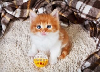 Køb din kat eller killing på dyreportal.dk