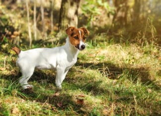 Få din hund ud af løbegården og med i hundeskoven