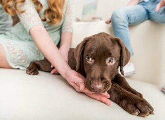 Er du førstegangskøber af hund eller hundehvalp? Så kan du trygt handle på dyreportal.dk
