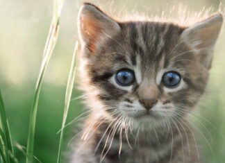 Klar til at købe kat eller kattekilling? Find din næste bedste ven på dyreportal.dk