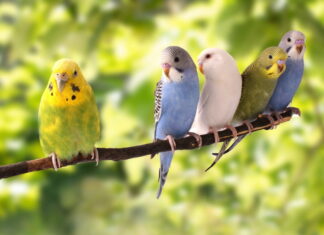 Find fugle til salg hos dyreportal.dk