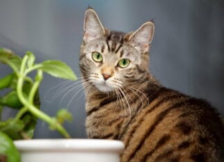 Har du besluttet at du skal være katteejer? Find din nye bedste ven på dyreportal.dk