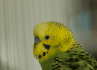 3 tips til dig, der har fugl som kæledyr