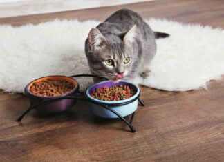 Sådan vælger det rigtige foder til dit kæledyr