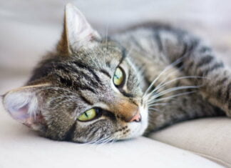 4 gode råd til at booste din kats helbred