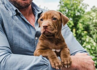 Find den rette gave til den nye hunde-far