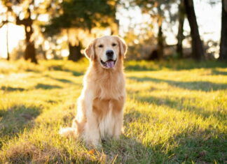 Sådan undgår du de typiske hundeskader