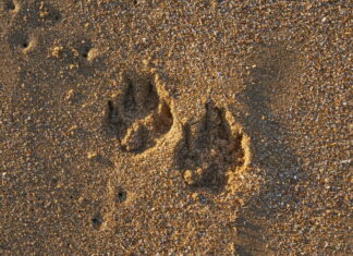Sådan sikrer du, at din hund ikke bliver væk