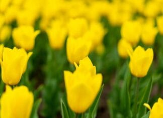 Sådan vælger du de rigtige blomster til bårebuketten