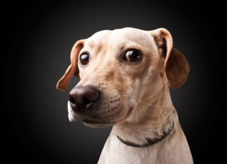 Hvad gør jeg, hvis min hund løber væk hjemmefra?