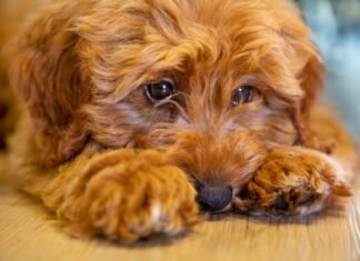 Find den populære hunderace Labradoodle til salg på dyreportal.dk