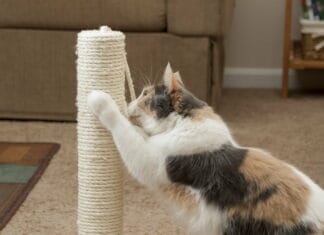 Sørg for at have det rette udstyr til dine katte