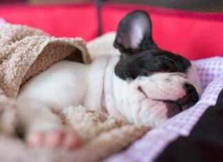 Giv din firbenede ven alt det bedste