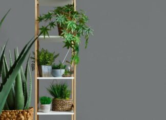 Du kan forvandle dit hjem til en idyllisk oase i dit hjem med planter