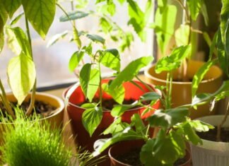 Vælg den rigtige jord til dine indendørsplanter