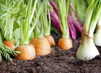 Dyrk dine egne frugter og grøntsager og gør noget godt for miljøet samtidigt