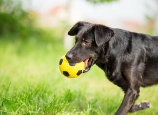 Sådan får du en vild og naturlig have til gavn for både vilde dyr og din hund