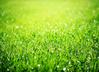 3 tips til en grøn, sund og smuk græsplæne