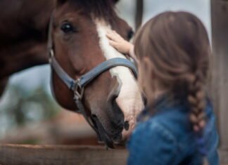 Sørg for at din hest har det godt, mens den går i hestefolden