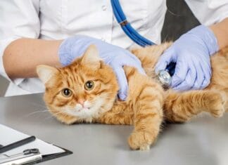 Hvad gør du når din kat har brug for en dyrlæge?