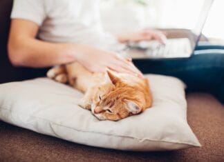 Drik kaffen af et papkrus, mens din kat hygger sig i kattehulen