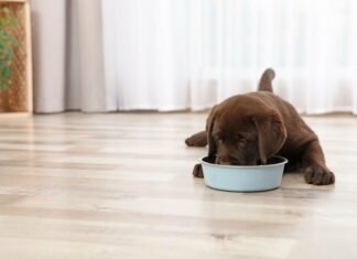 Sådan finder du det rigtig foder til din hundehvalp