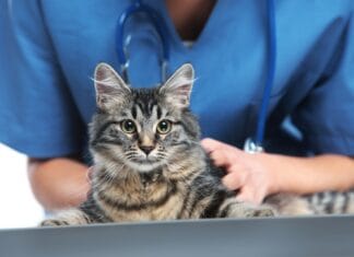 Sådan finder du en dyrlæge på Frederiksberg til din kat