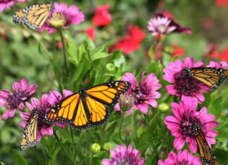 Skab en sommerfuglevenlig have: Blomster og planter, der tiltrækker smukke sommerfugle