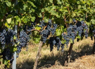 Hvad er Château Margaux?