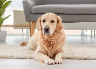 Hvad er kortfrit hundefroder?