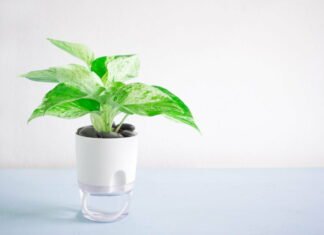 Brug din tid mere effektivt med selvvandingsløsninger