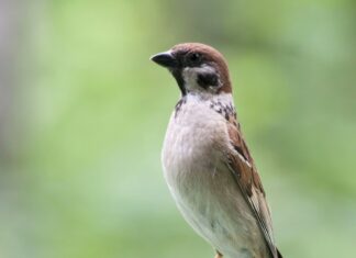 Fuglefoderbræt og det gyldne snit: Naturlig harmoni i haven