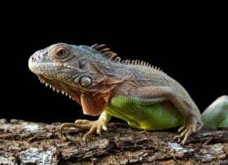 Vær med til at redde verdens truede krybdyr ved at undgå affald i naturen