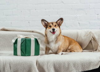 Ideer til gode gaver til kommende hundeejere