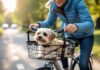 Sådan vælger du den perfekte cykelkurv til din hund og kreative løsninger til turen