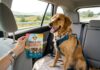 Husk gode hundegodbidder til bilturen med din hund