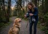 Sådan vælger du pandelygte til gåture med hund