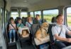 Tips til kørsel med kæledyr i minibus