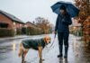 Når hunden siger fra på gåturen i regn og kulde