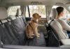 Sådan holder du bilen ren og sikker, når hunden kører med