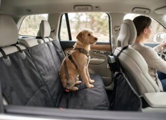 Sådan holder du bilen ren og sikker, når hunden kører med