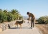 Sådan holder du gåturene med hund på Gran Canaria rene og trygge