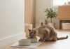 Sådan indretter du en rolig spiseplads til katten i hjemmet